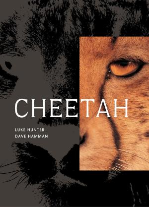 Cover of the book Cheetah by Vincent Rokitta van Graan