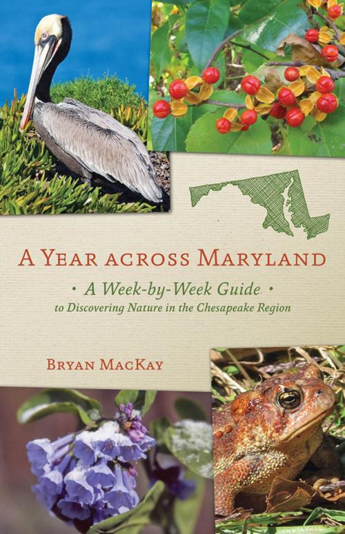 Cover of the book A Year across Maryland by Bryan MacKay, Johns Hopkins University Press