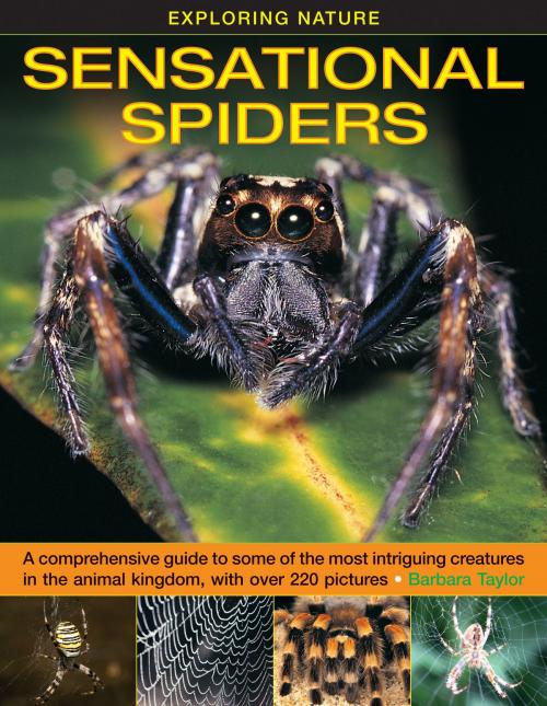Cover of the book Sensational Spiders by Barbara Taylor, Anness Publishing Limited
