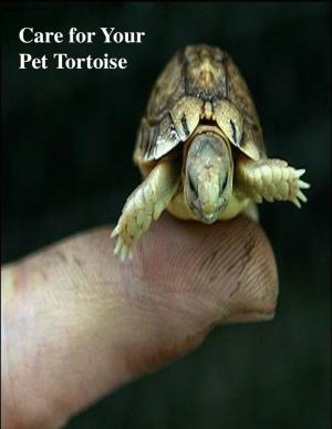 bigCover of the book Care for Your Pet Tortoise by 