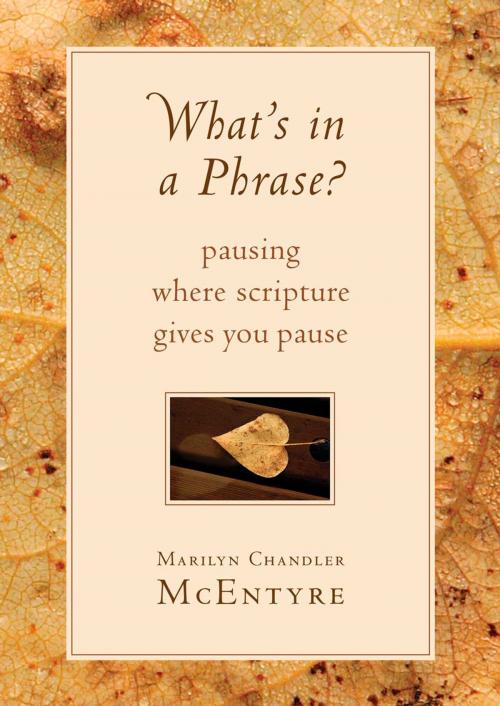 Cover of the book What's in a Phrase? by Marilyn McEntyre, Wm. B. Eerdmans Publishing Co.