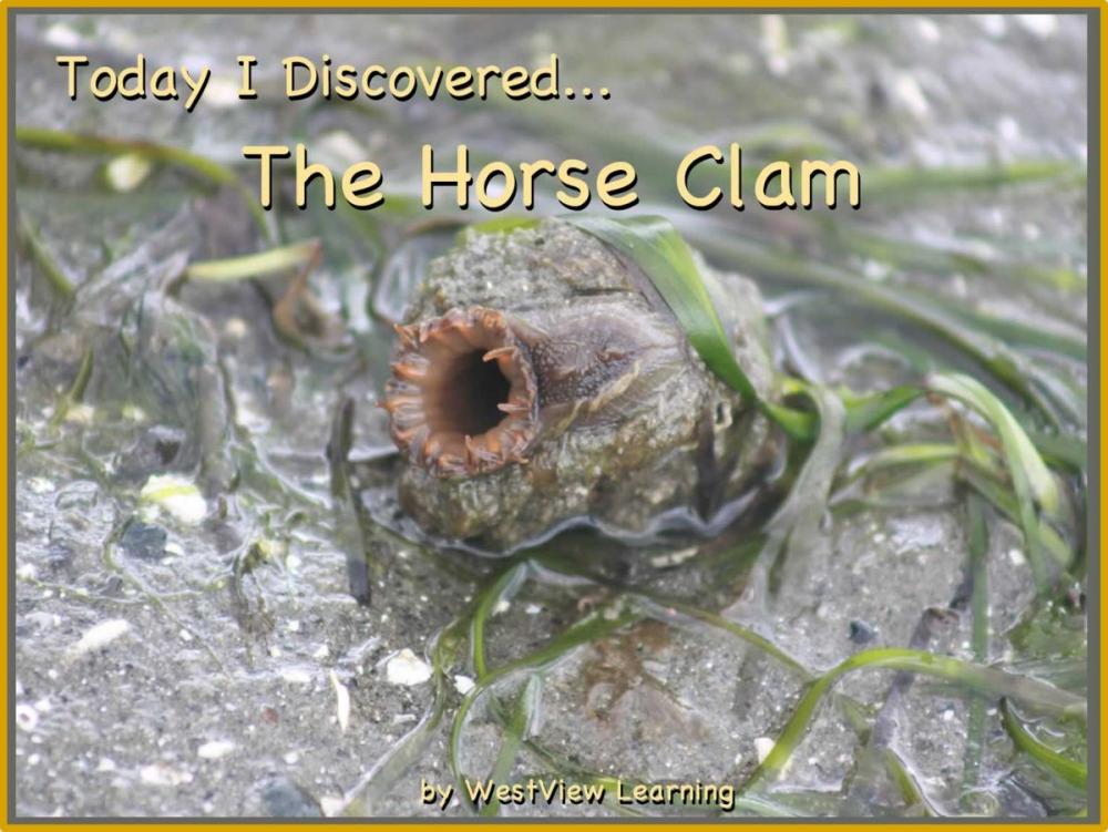 Big bigCover of Today I Discovered The Horse Clam