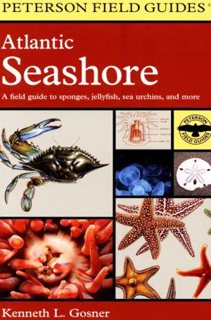 Cover of the book Atlantic Seashore by A. B. Yehoshua