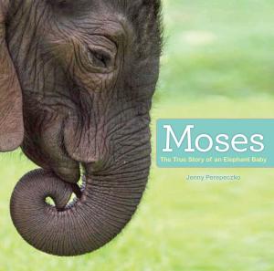 Cover of the book Moses by Phyllis Reynolds Naylor