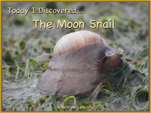 Cover of the book Today I Discovered The Moon Snail by Heather Stannard, Lynn Stannard