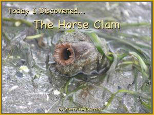 Cover of the book Today I Discovered The Horse Clam by Heather Stannard, Joan Casler, Ruth Bowman