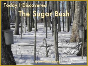 Cover of the book Today I Discovered The Sugar Bush by Heather Stannard, Joan Casler, Ruth Bowman