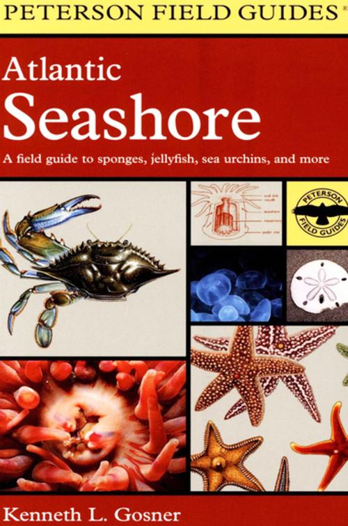 Cover of the book Atlantic Seashore by Kenneth L. Gosner, Houghton Mifflin Harcourt