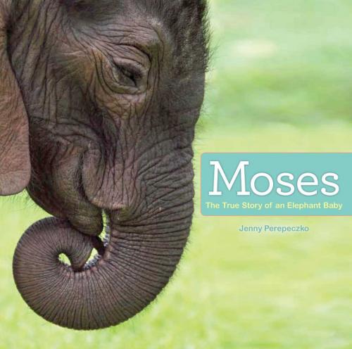 Cover of the book Moses by Jenny Perepeczko, Jenny Perepeczko, Atheneum Books for Young Readers