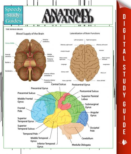 Cover of the book Anatomy Advanced by Speedy Publishing, Speedy Publishing LLC