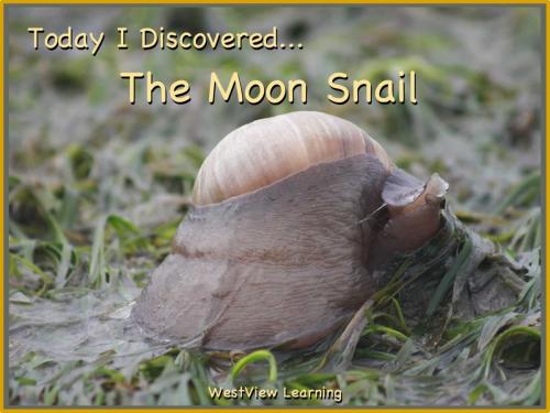 Cover of the book Today I Discovered The Moon Snail by Heather Stannard, Lynn Stannard, WestView Learning