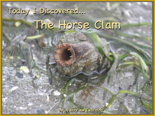 Cover of the book Today I Discovered The Horse Clam by Heather Stannard, Lynn Stannard, WestView Learning