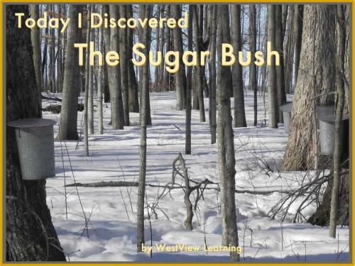 Cover of the book Today I Discovered The Sugar Bush by Kelly Janzen, Heather Stannard, WestView Learning