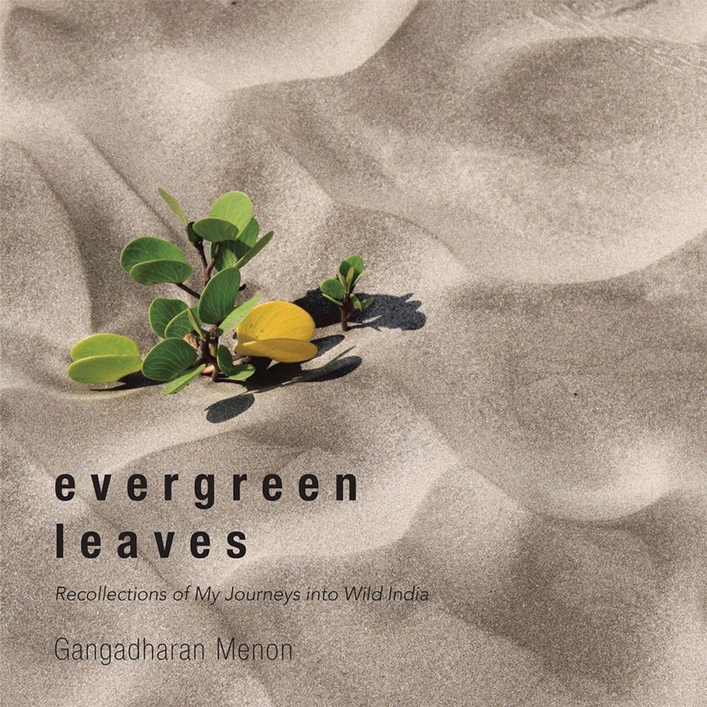 Big bigCover of Evergreen Leaves