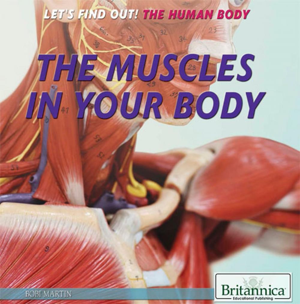 Big bigCover of The Muscles in Your Body
