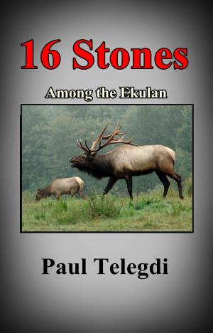 bigCover of the book 16 Stones by 