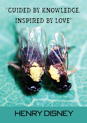 Cover of the book Guided by Knowledge, Inspired by Love by Maudlyn Chinda