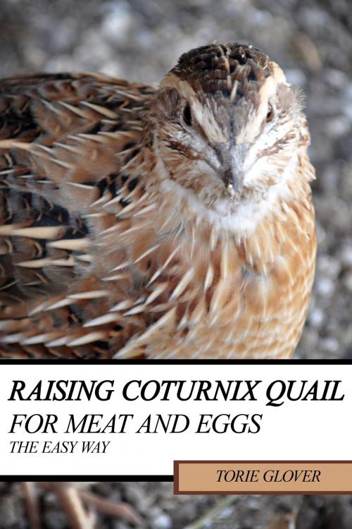 Cover of the book Raising Coturnix Quail for Meat and Eggs: the easy way by Torie Glover, Torie Glover