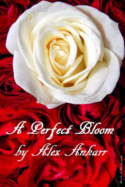 Cover of the book A Perfect Bloom by Alex Ankarr, Alex Ankarr