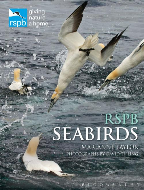Cover of the book RSPB Seabirds by Ms Marianne Taylor, Bloomsbury Publishing