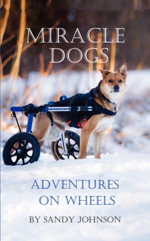 Cover of the book Miracle Dogs by Marcus Calvert