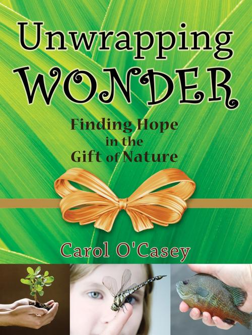 Cover of the book Unwrapping Wonder by Carol O'Casey (Author), Matthew Kondratieff (Illustrator), CLADACH Publishing