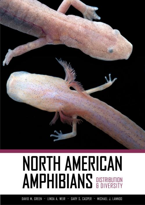 Cover of the book North American Amphibians by , University of California Press