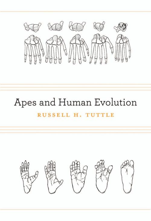 Cover of the book Apes and Human Evolution by Russell H. Tuttle, Harvard University Press