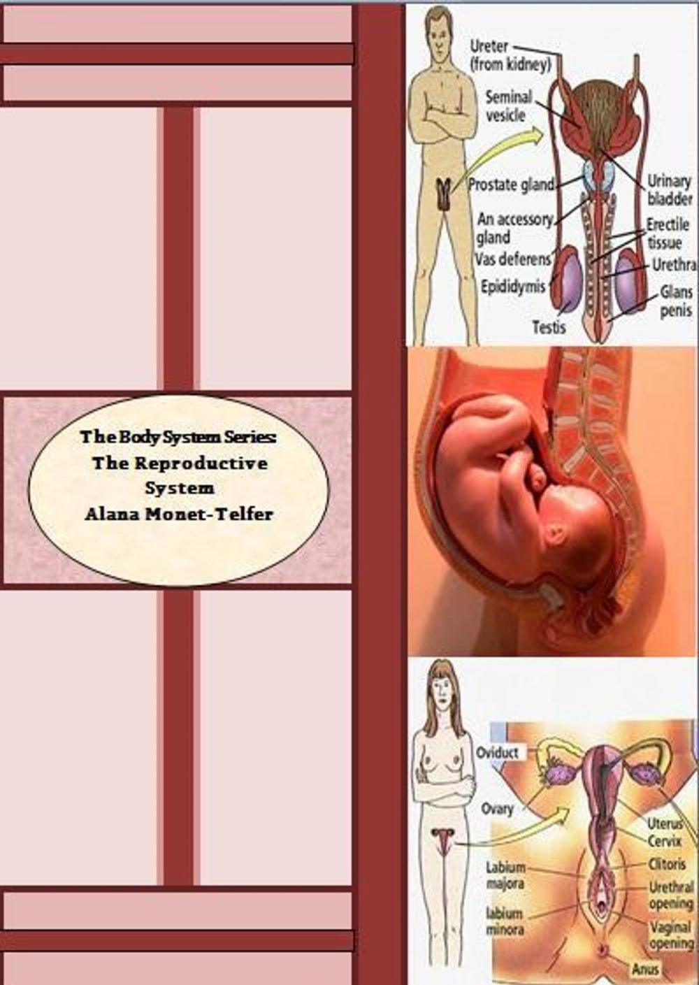 Big bigCover of The Body System Series: The Reproductive System