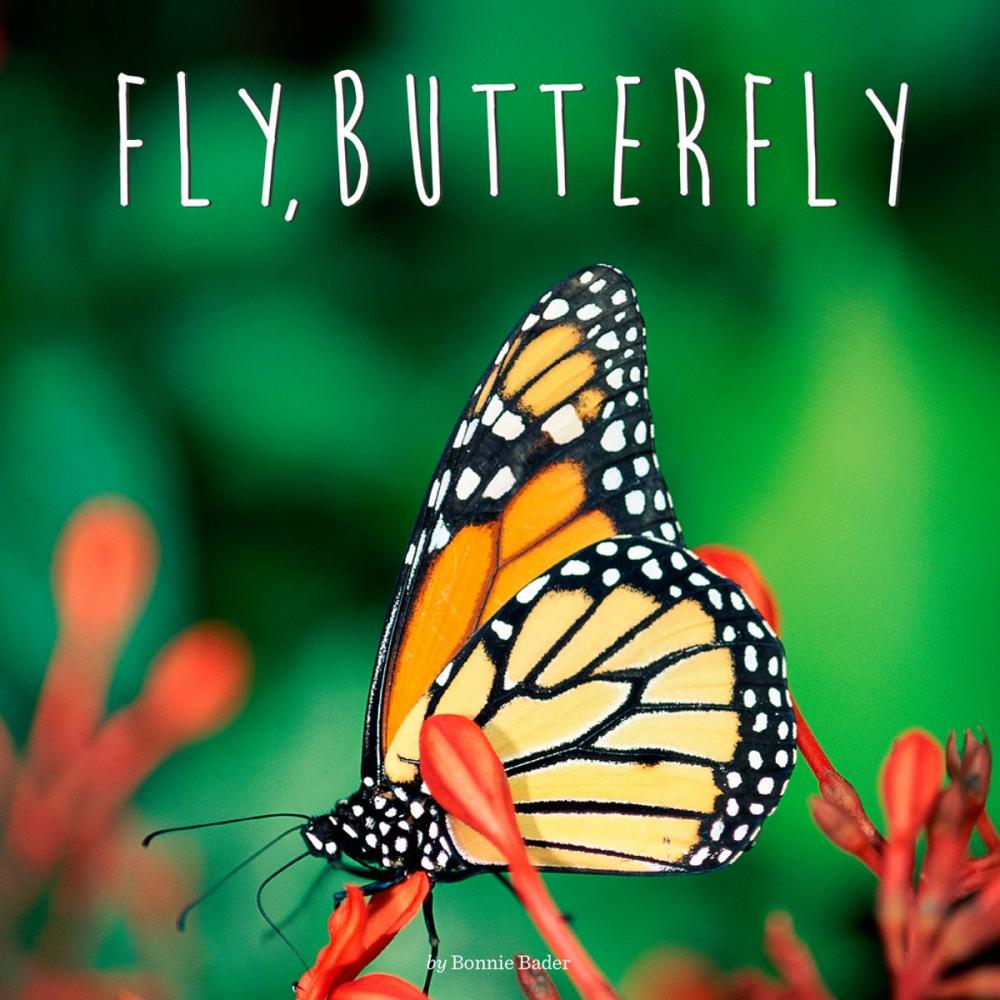 Big bigCover of Fly, Butterfly
