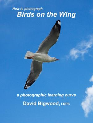 Book cover of How to Photograph Birds on the Wing