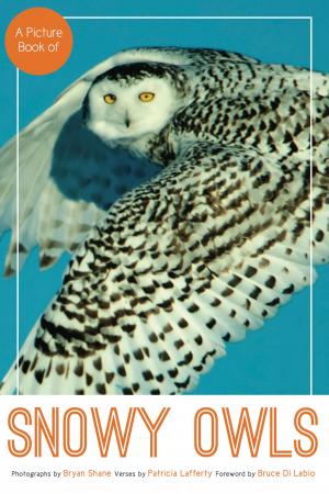 Book cover of A Picture Book of Snowy Owls