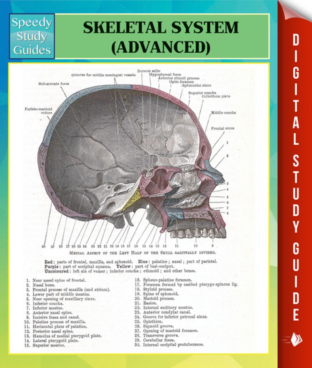 Big bigCover of Skeletal System Advanced Speedy Study Guides
