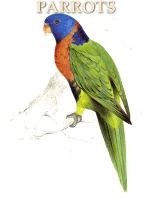 Cover of the book Illustrations of the Family of Psittacide or Parrots by William H. Dooley