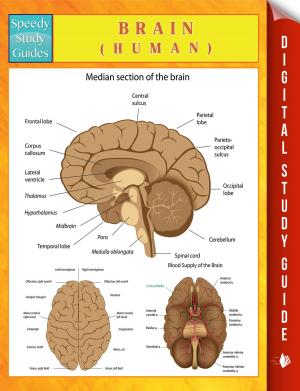 Cover of the book Brain (Human) by Third Cousins, Paula Breen