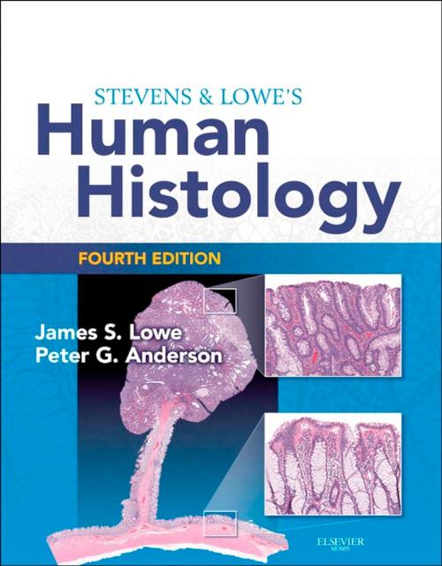 Cover of the book Stevens & Lowe's Human Histology E-Book by James S. Lowe, BMedSci, BMBS, DM, FRCPath, Peter G. Anderson, DVM, PhD, Elsevier Health Sciences