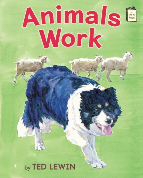Cover of the book Animals Work by Ted Lewin, Holiday House