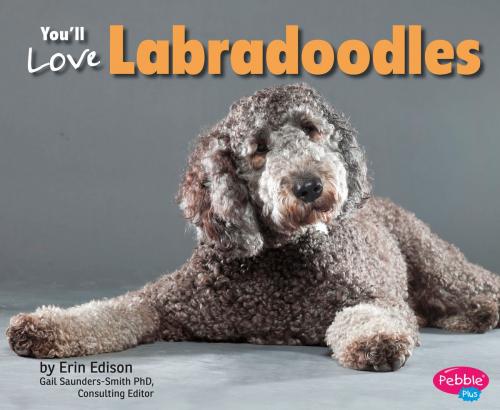 Cover of the book You'll Love Labradoodles by Erin Edison, Capstone