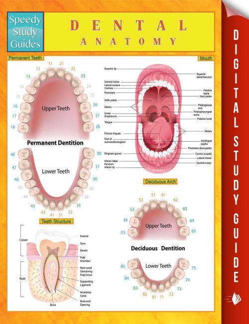Cover of the book Dental Anatomy Speedy Study Guides by Speedy Publishing, Speedy Publishing LLC
