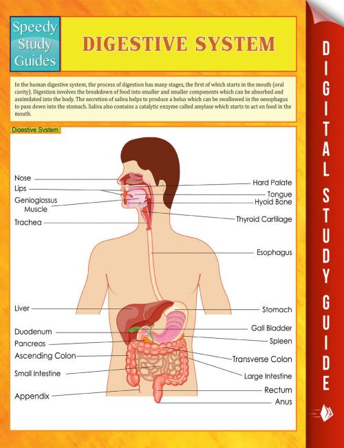 Cover of the book Digestive System Speedy Study Guides by Speedy Publishing, Speedy Publishing LLC