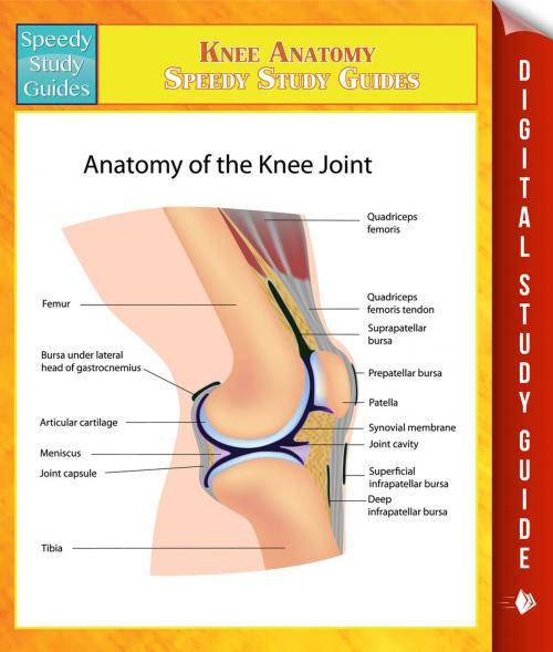 Cover of the book Knee Anatomy Speedy Study Guides by Speedy Publishing, Speedy Publishing LLC