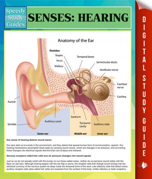 Cover of the book Senses: Hearing Speedy Study Guides by Speedy Publishing, Speedy Publishing LLC