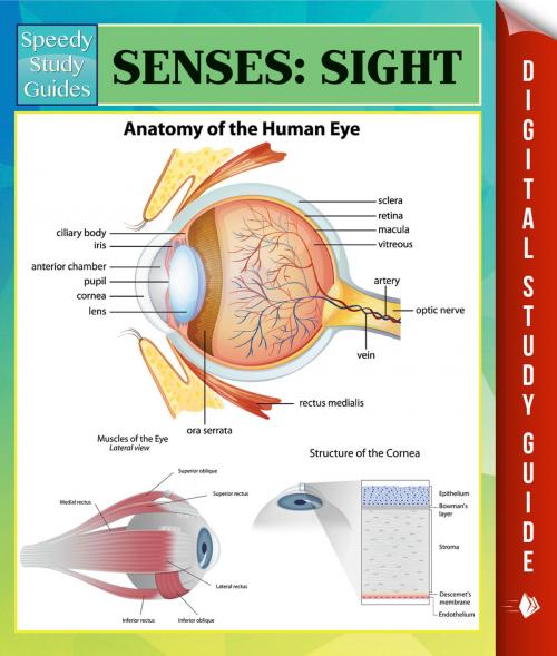 Cover of the book Senses: Sight Speedy Study Guides by Speedy Publishing, Speedy Publishing LLC