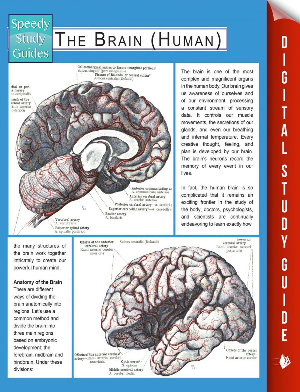 Big bigCover of The Brain (Human) (Speedy Study Guides)