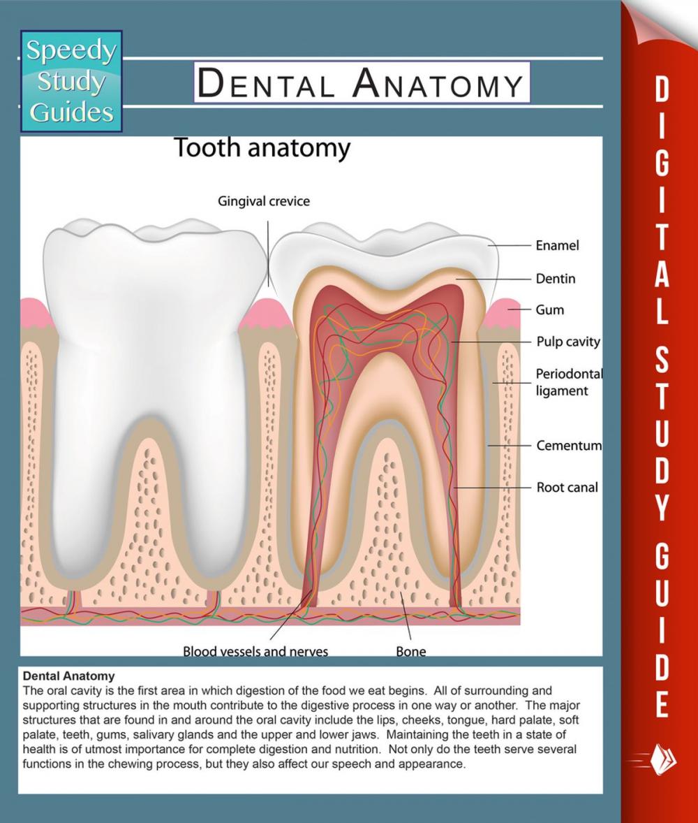 Big bigCover of Dental Anatomy (Speedy Study Guides)