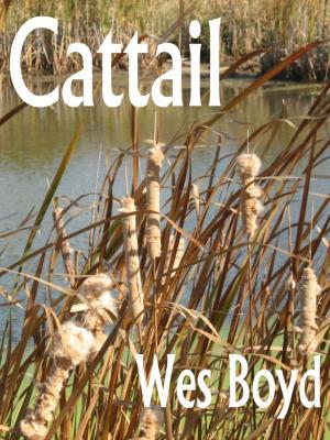 bigCover of the book Cattail by 