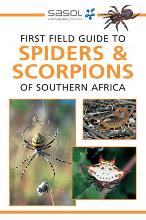 bigCover of the book First Field Guide to Spiders & Scorpions of Southern Africa by 