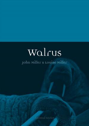 Cover of the book Walrus by David Batchelor
