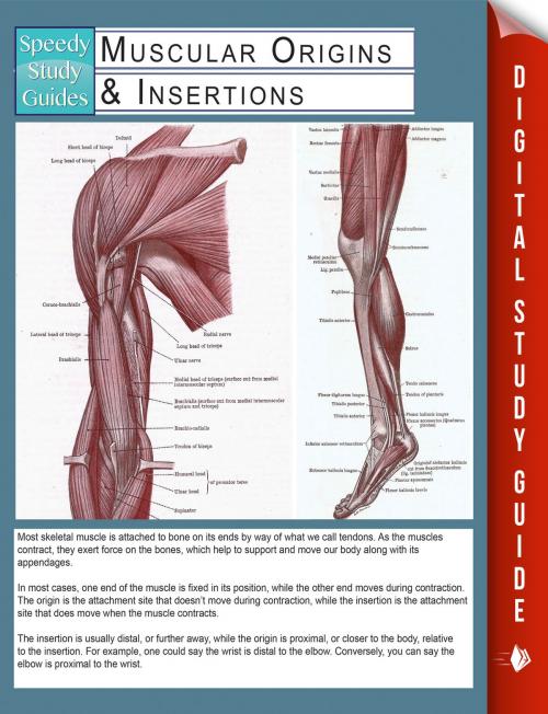 Cover of the book Muscular Origins & Insertions (Speedy Study Guides) by Speedy Publishing, Speedy Publishing LLC
