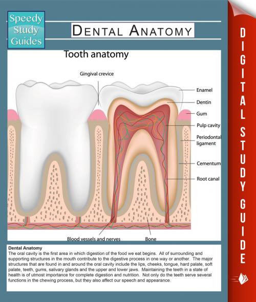 Cover of the book Dental Anatomy (Speedy Study Guides) by Speedy Publishing, Speedy Publishing LLC